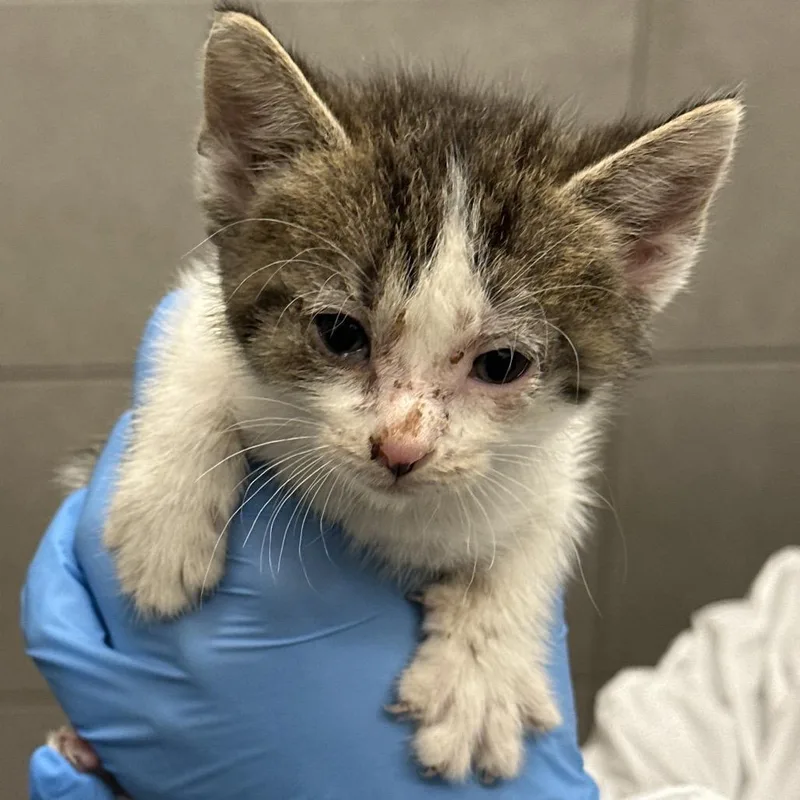 A baby small-sized female Black Domestic Short Hair cat named Snorkel for adoption in Hinsdale, IL