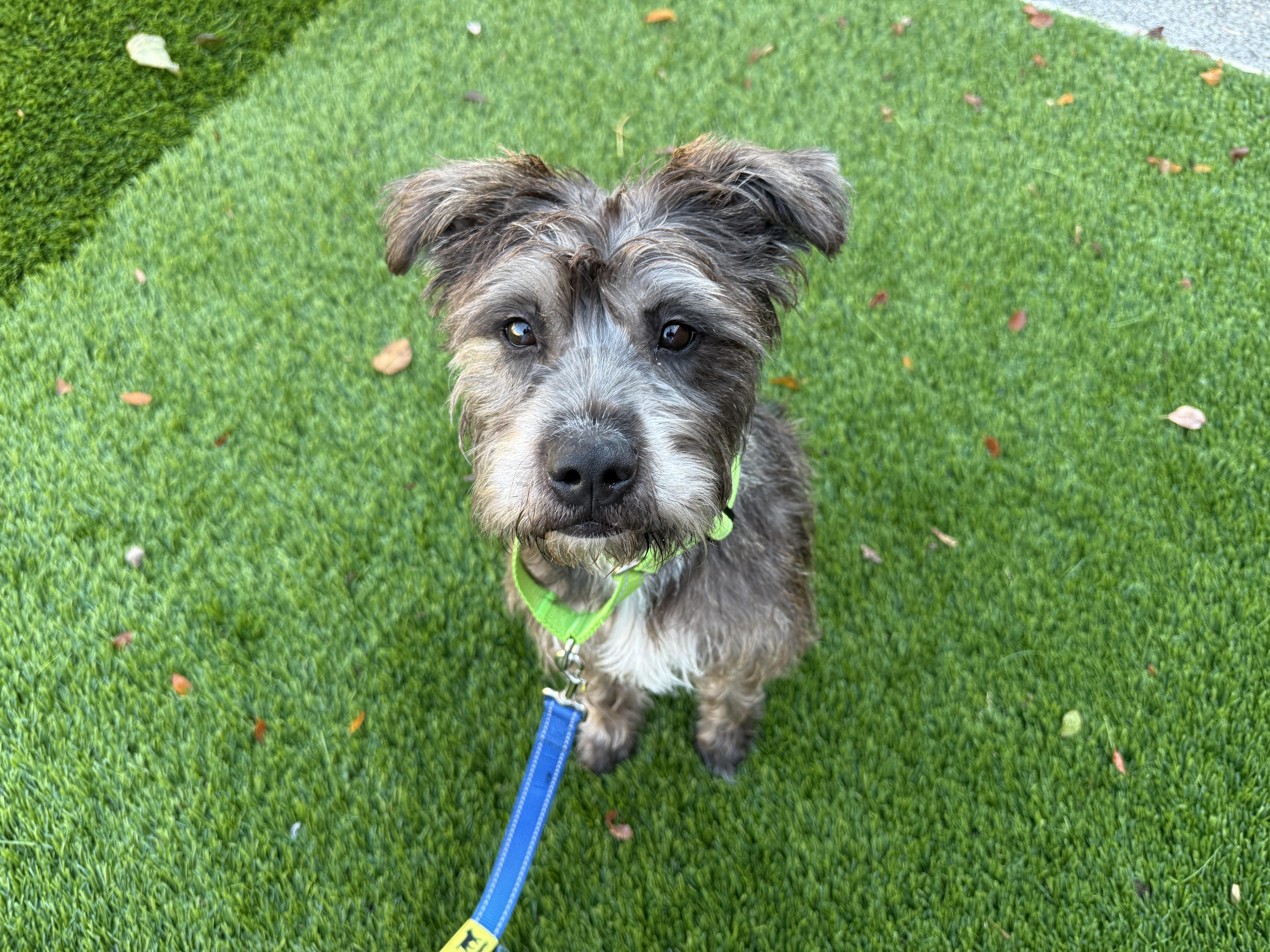 A young medium-sized female Mixed Breed dog named Rory for adoption in Evanston, IL
