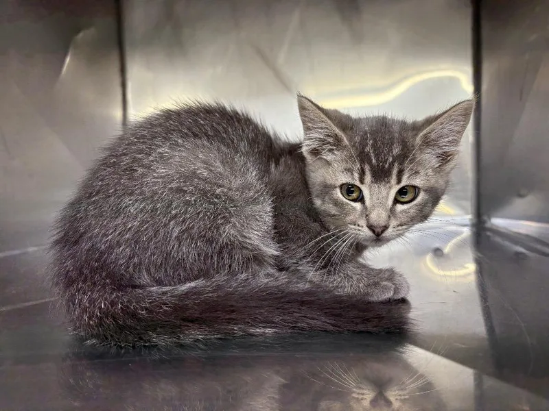 A baby small-sized female Domestic Short Hair cat named Crayola for adoption in Murray, KY