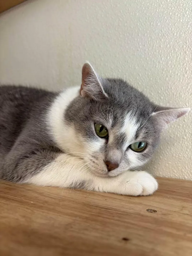 An adult medium-sized female Domestic Short Hair cat named Alice for adoption in Aurora, NE