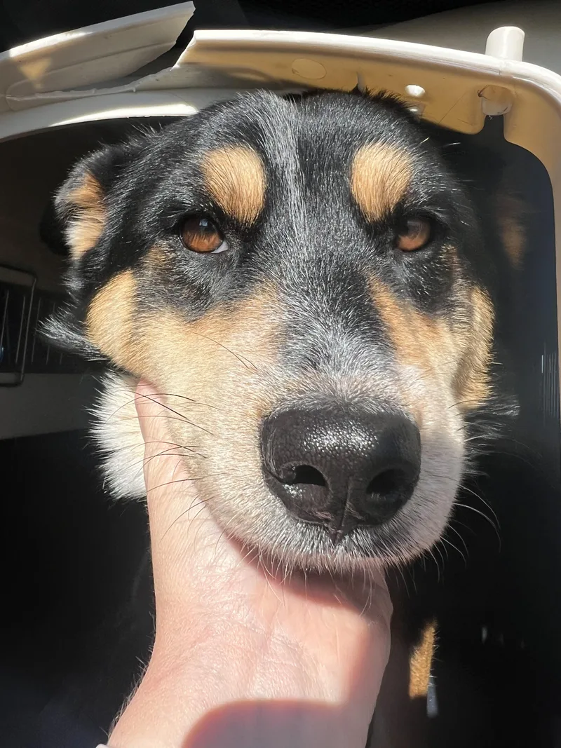 An adult medium-sized female Australian Shepherd dog named Zoey for adoption in Fort Collins, CO