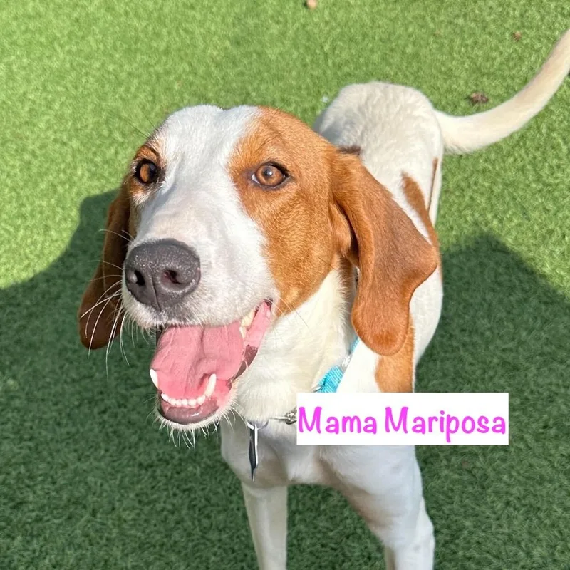 A baby medium-sized male White / Cream Hound dog named Monarch for adoption in San Francisco, CA