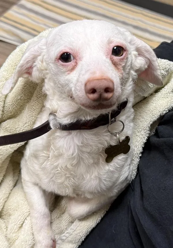 An adult small-sized male Maltese dog named Ojay for adoption in Oceanside, CA