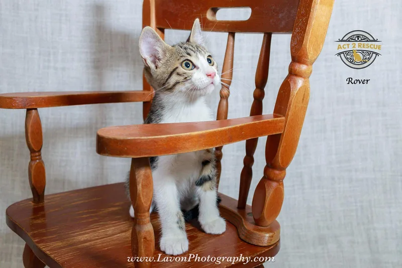 A baby medium-sized male Domestic Short Hair cat named Rover for adoption in Riverside, CA