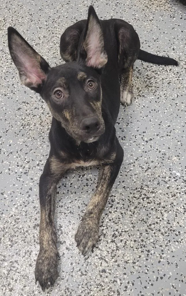 A baby medium-sized male German Shepherd Dog dog named Tazz for adoption in Seven Points, TX