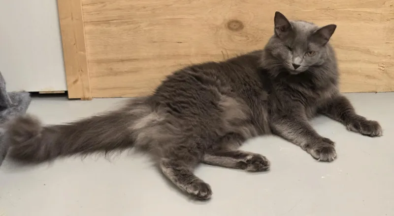 A young medium-sized female Gray / Blue / Silver Domestic Medium Hair cat named Fluffy for adoption in Butler, PA