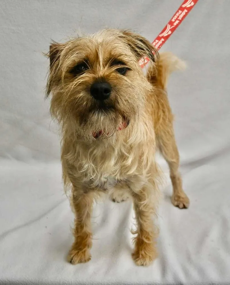 A baby small-sized male Brussels Griffon dog named Netflix for adoption in Palo Alto, CA