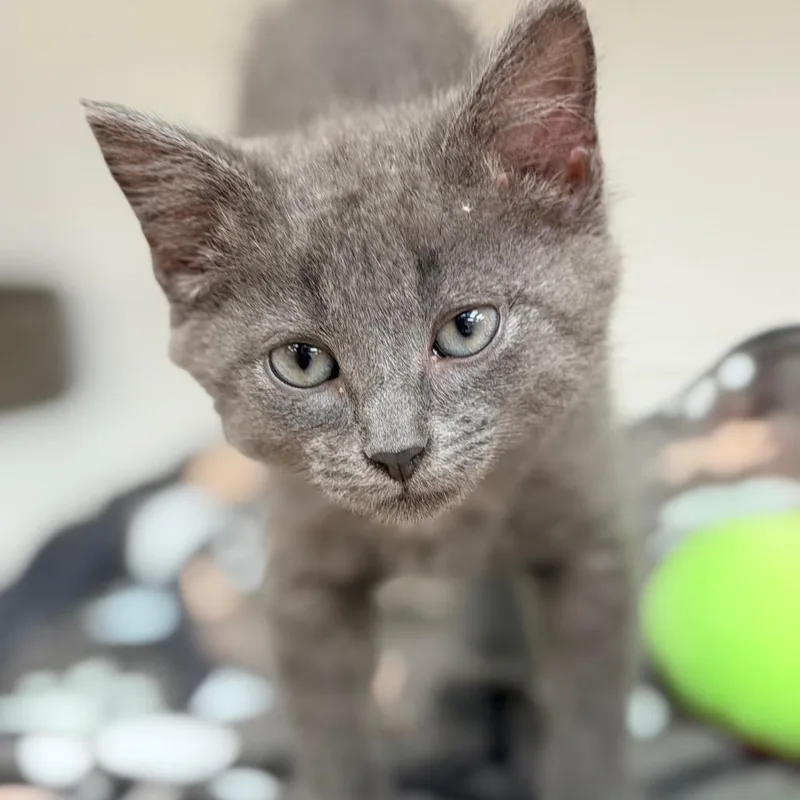 A baby small-sized male Gray / Blue / Silver Domestic Short Hair cat named Cider for adoption in Champaign, IL
