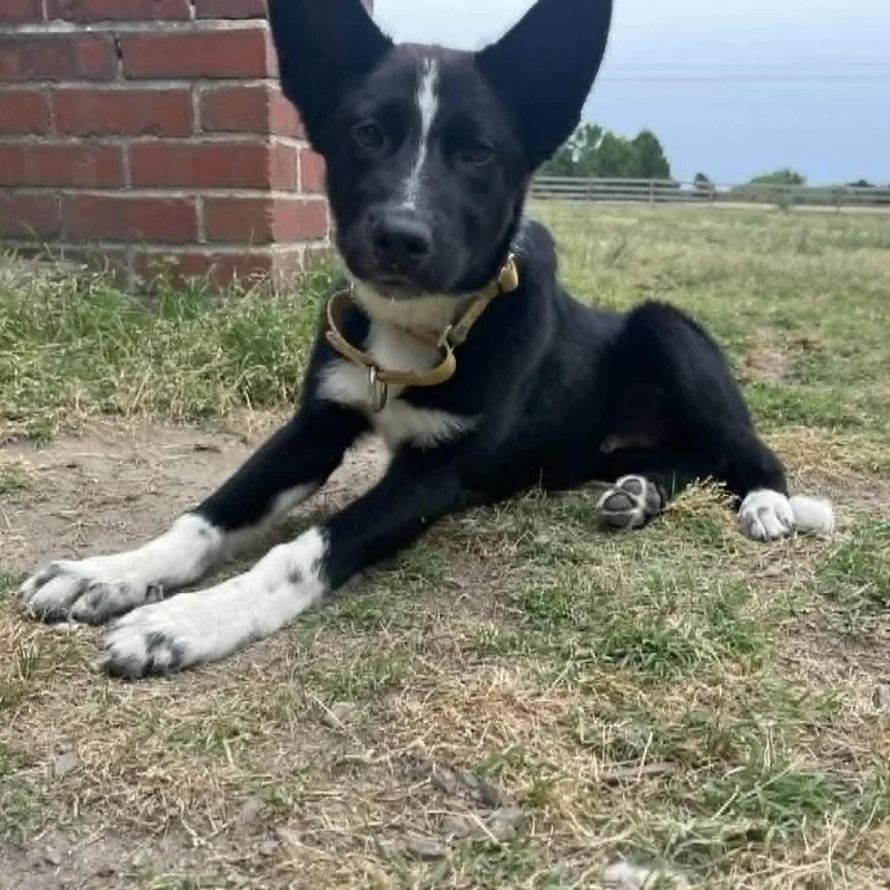 A baby medium-sized male Black Border Collie dog named Knox for adoption in Beulaville, NC