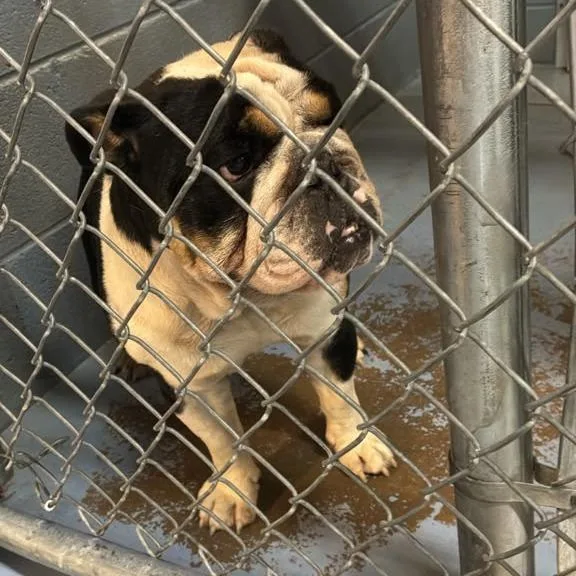 An adult medium-sized male Black Mixed Breed dog named Dawg for adoption in Gadsden, AL