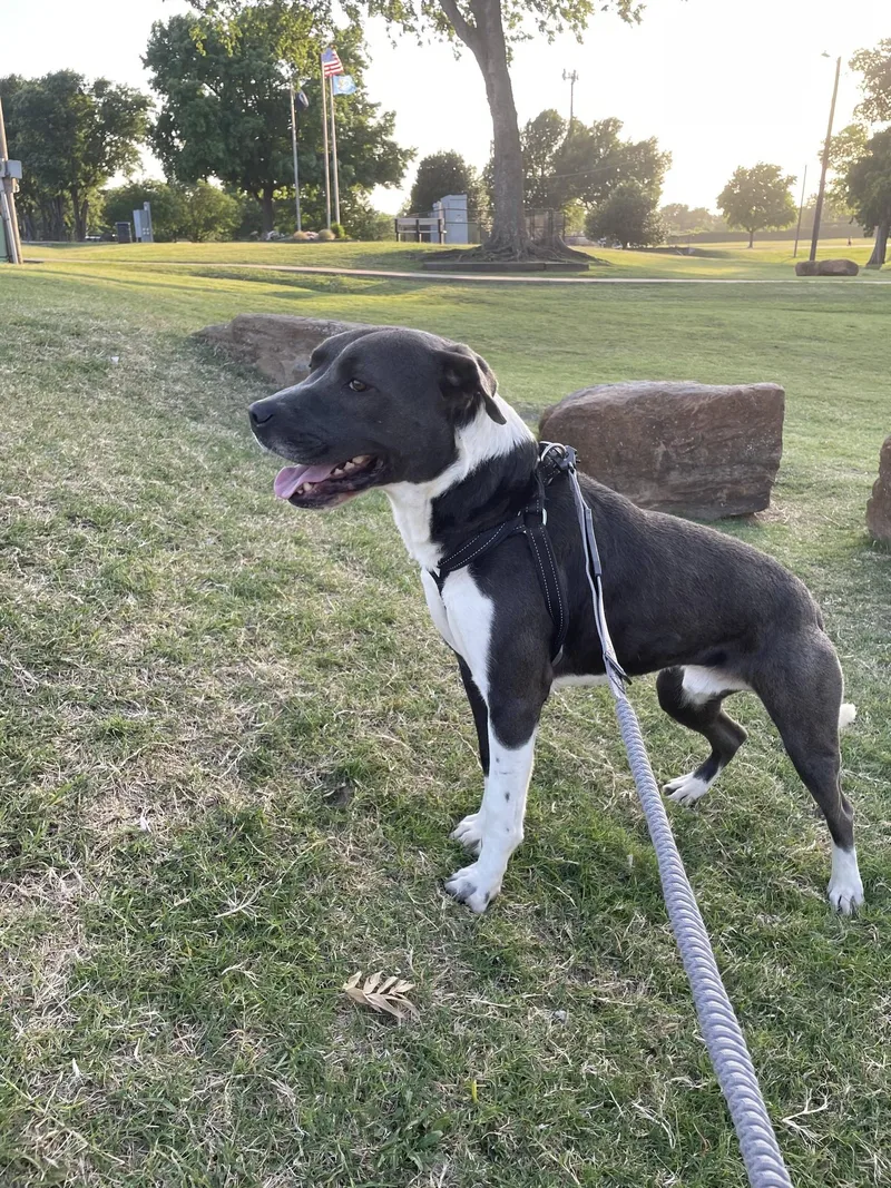 An adult medium-sized male Gray / Blue / Silver Pit Bull Terrier dog named Blue for adoption in Broken Arrow, OK