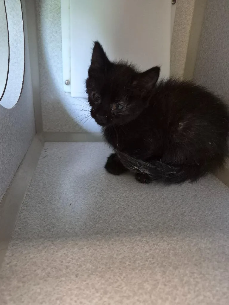 A baby small-sized female Domestic Medium Hair cat named Cupcake for adoption in Crossville, TN