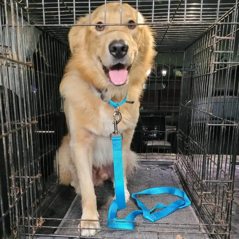 A young large-sized male Golden Retriever dog named Kirby for adoption in Waterville, OH