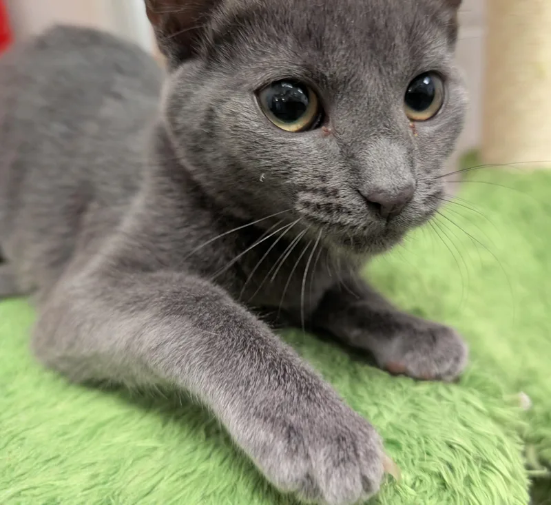 A baby medium-sized female Gray / Blue / Silver Domestic Short Hair cat named Cricket for adoption in Smithfield, NC