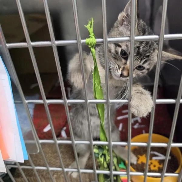 A baby small-sized female Domestic Short Hair cat named Rye for adoption in Des Moines, IA