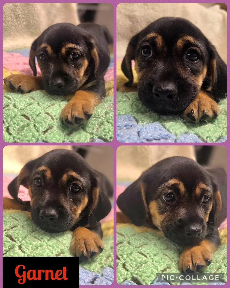 A baby small-sized female Dachshund dog named Garnet for adoption in Newport, KY