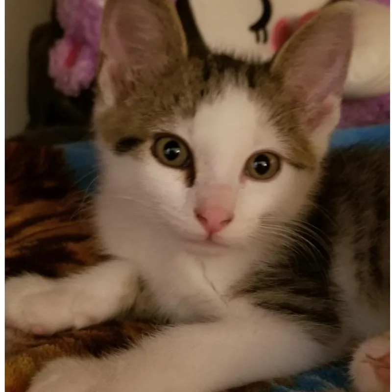 A baby small-sized male Tabby (Gray / Blue / Silver) Tabby cat named Andy for adoption in Andover, MN