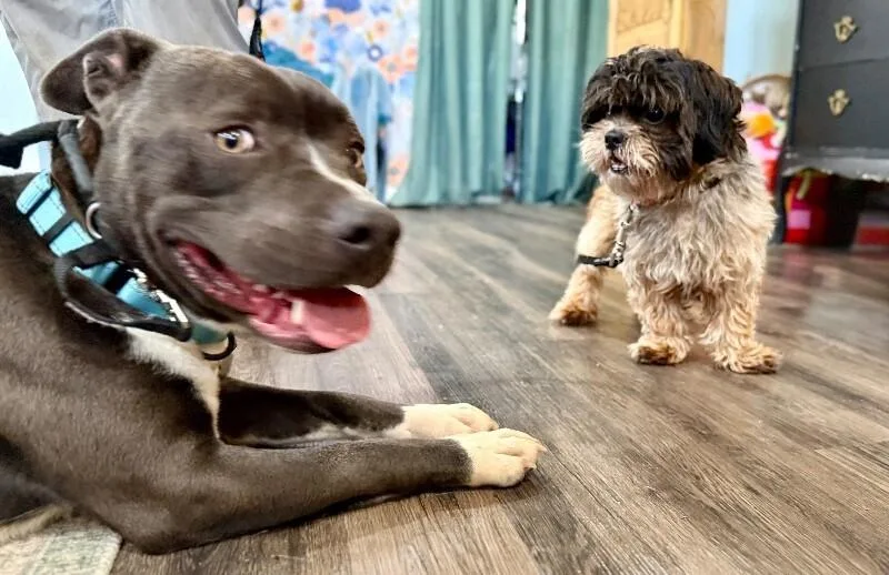 An adult small-sized male Brown / Chocolate Shih Tzu dog named Bentley Cookies N Cream for adoption in Friendswood, TX