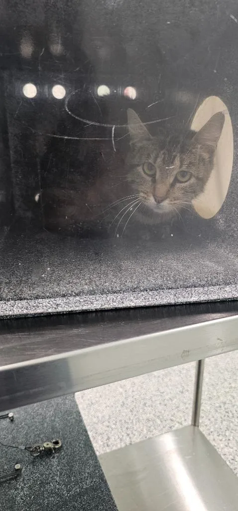 A young small-sized female Domestic Short Hair cat named Kayla for adoption in Athens, TN