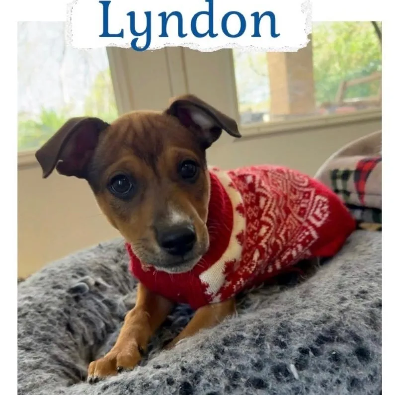 Lyndon thumbnail 2