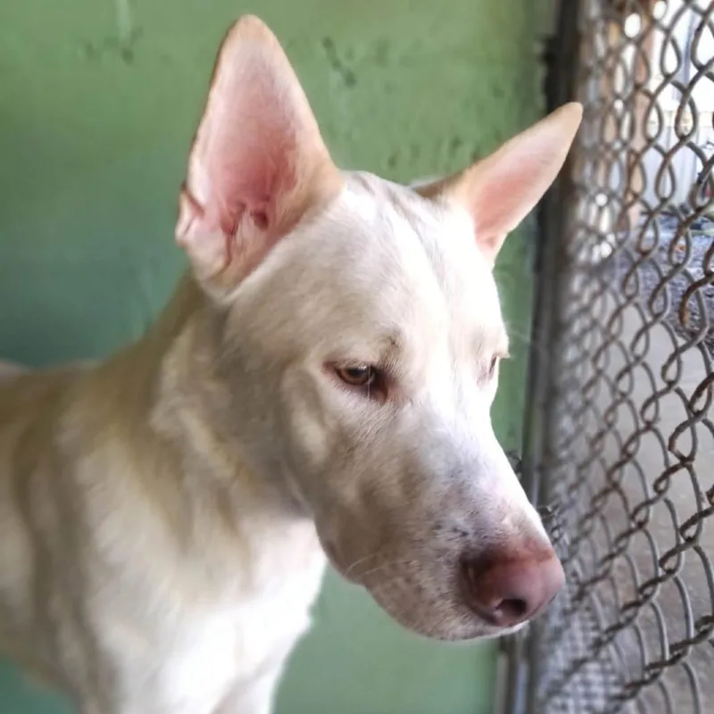 A young medium-sized male German Shepherd Dog dog named Frankie for adoption in Franklin, NC
