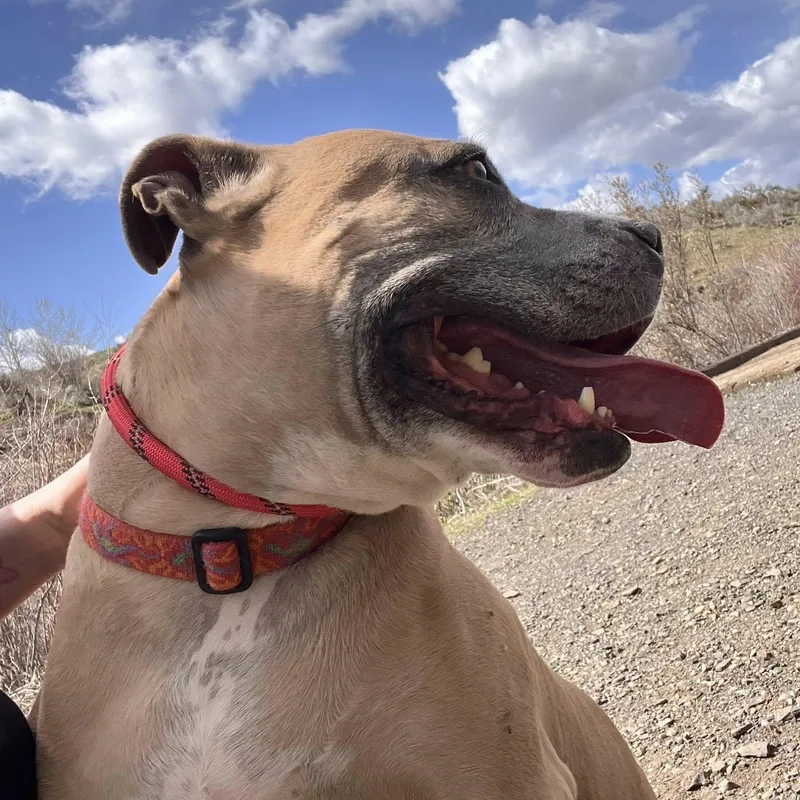 A senior medium-sized female Pit Bull Terrier dog named Junie for adoption in Ellensburg, WA