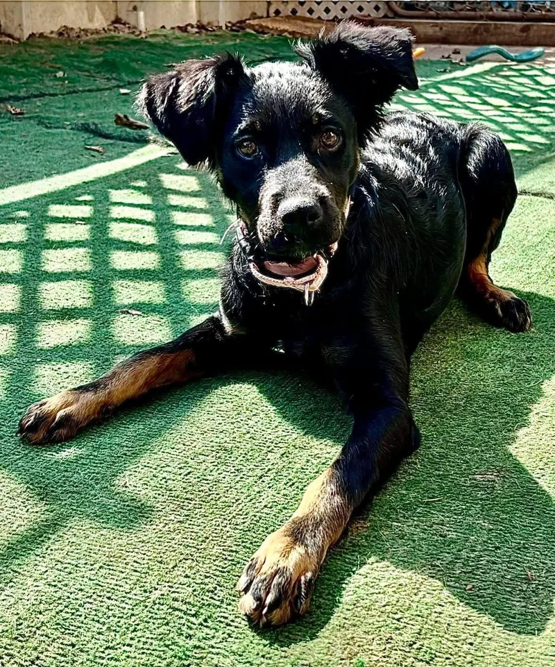 Princess Jewel thumbnail 2