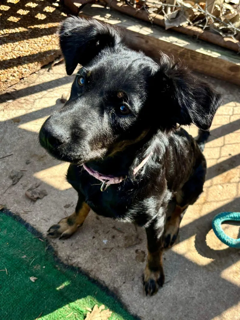 Princess Jewel thumbnail 3