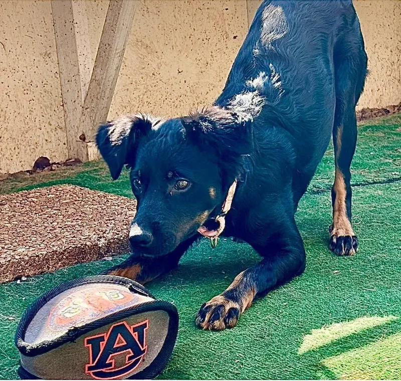 Princess Jewel thumbnail 4