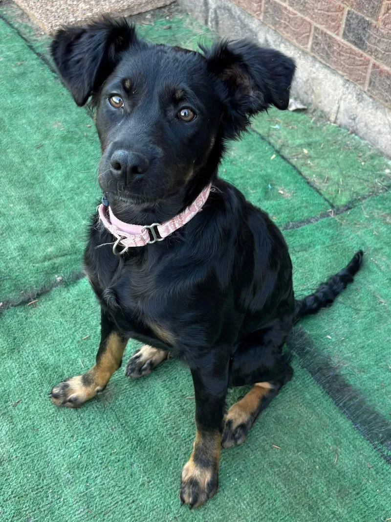 Princess Jewel thumbnail 5