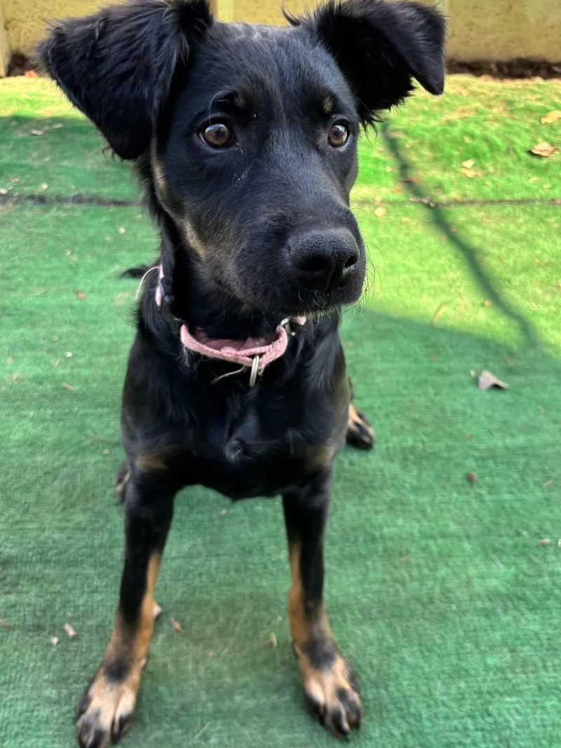 Princess Jewel thumbnail 6