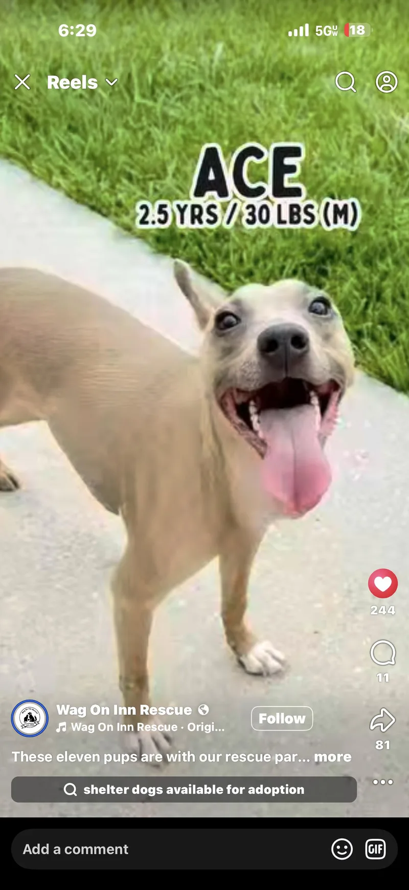 An adult medium-sized male Yellow / Tan / Blond / Fawn Feist dog named Ace for adoption in Baton Rouge, LA