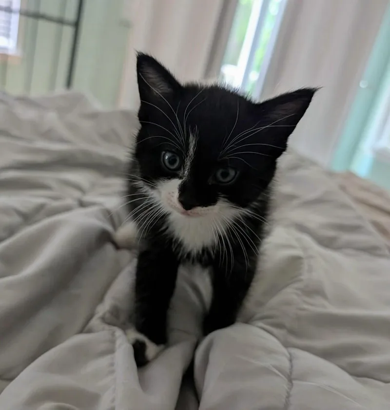 A baby medium-sized male Domestic Short Hair cat named Boomer for adoption in Rochester , NY