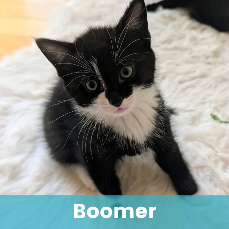 Boomer thumbnail 2