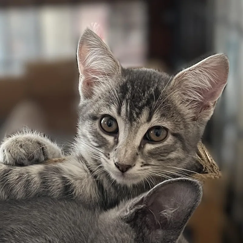A baby medium-sized female Tabby (Gray / Blue / Silver) Domestic Short Hair cat named Mia for adoption in Shingletown, CA