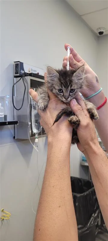 A baby small-sized male Domestic Short Hair cat named Sprout for adoption in West Chester, PA