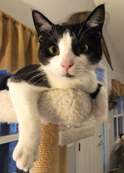 An adult medium-sized male Black & White / Tuxedo Domestic Short Hair cat named Buster for adoption in Waupaca, WI