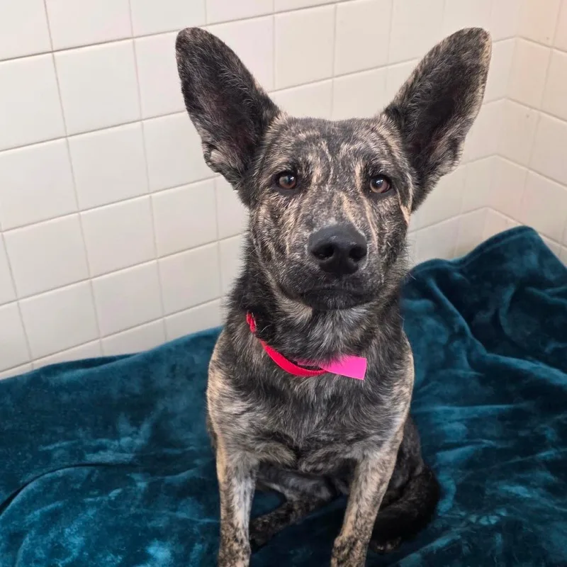 A young medium-sized female Black Shepherd dog named Girly Pop for adoption in Albuquerque, NM