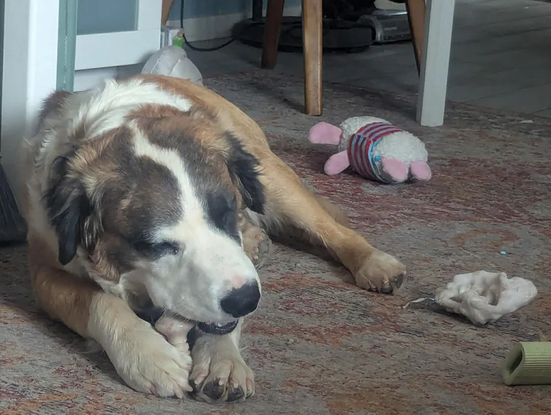 A young large-sized male Saint Bernard dog named Clover for adoption in Mesa, AZ