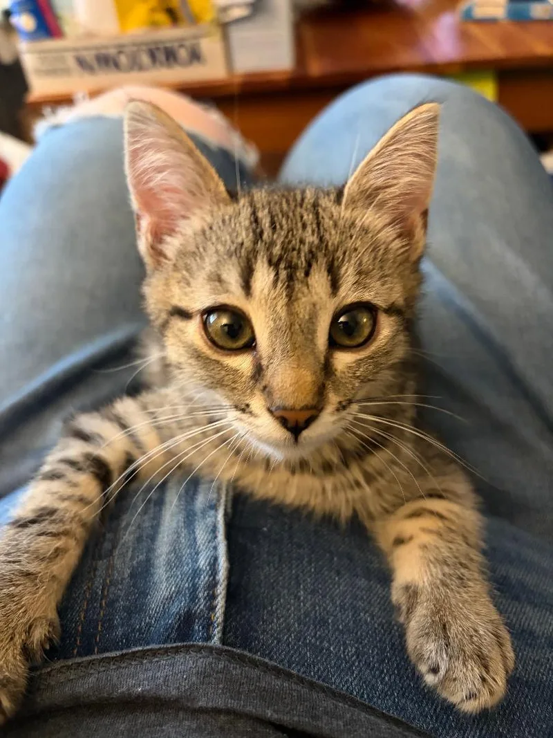 A baby medium-sized female Tabby (Gray / Blue / Silver) Domestic Short Hair cat named Mambo for adoption in Pasco, WA
