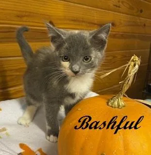 A baby medium-sized female Dilute Calico cat named Bashful for adoption in Southern Pines, NC