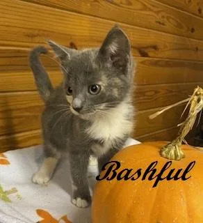 Bashful thumbnail 2
