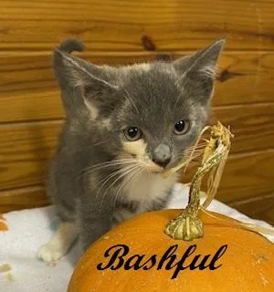 Bashful thumbnail 3
