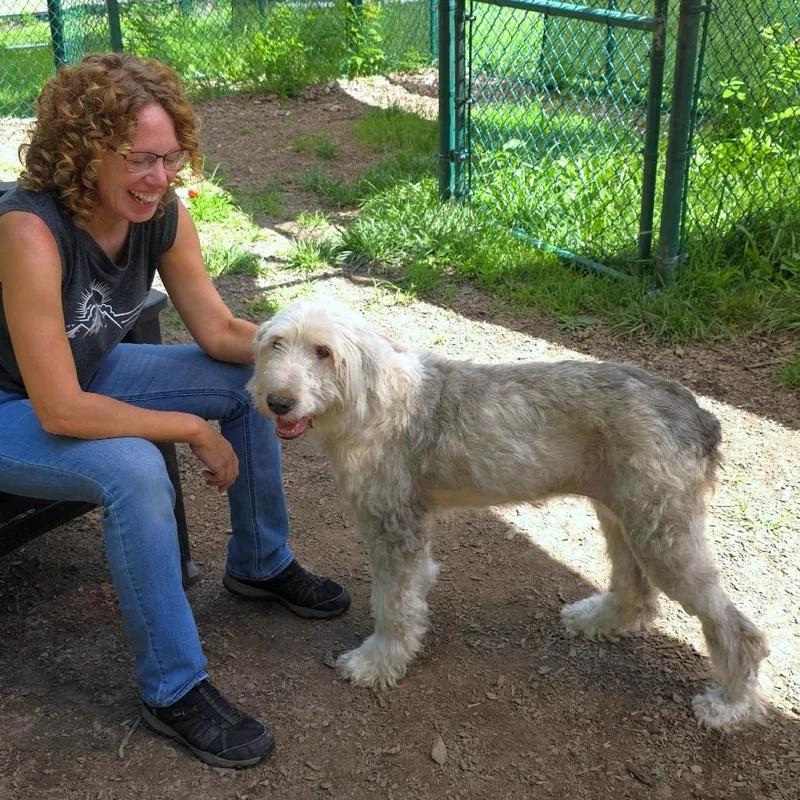 A senior medium-sized female Gray / Blue / Silver Sheep Dog dog named Mabel for adoption in Michigan City, IN