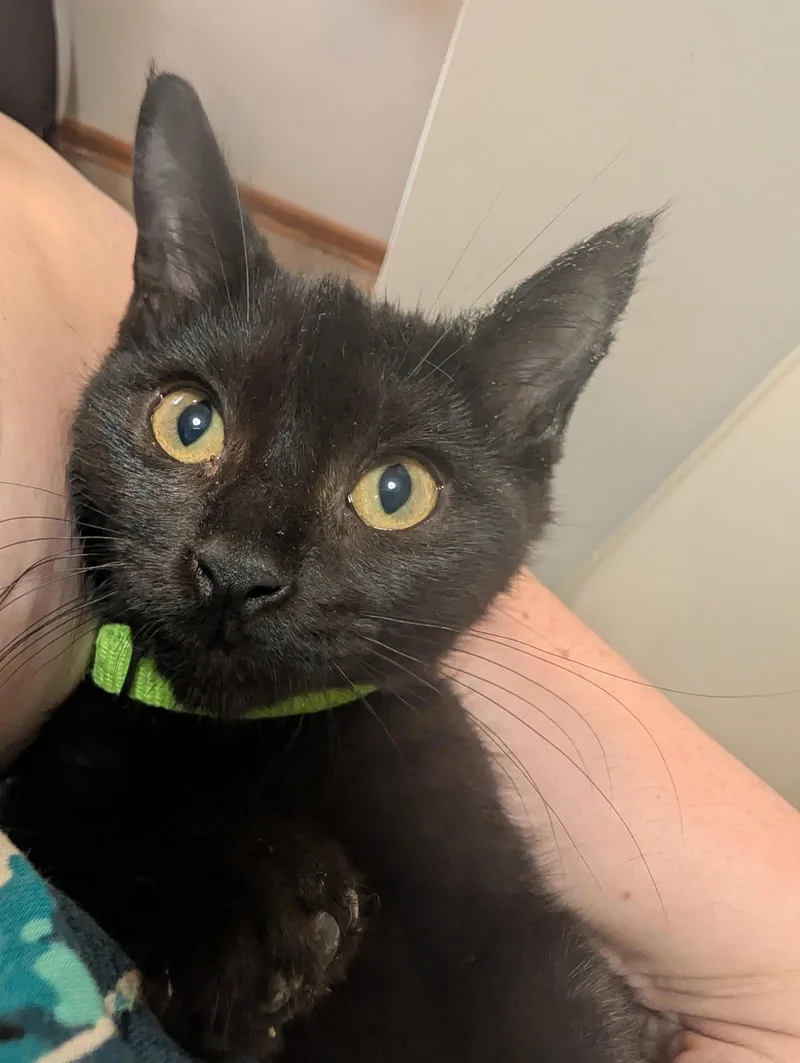 A baby medium-sized male Black Domestic Short Hair cat named Romeo for adoption in Cuyahoga Falls, OH