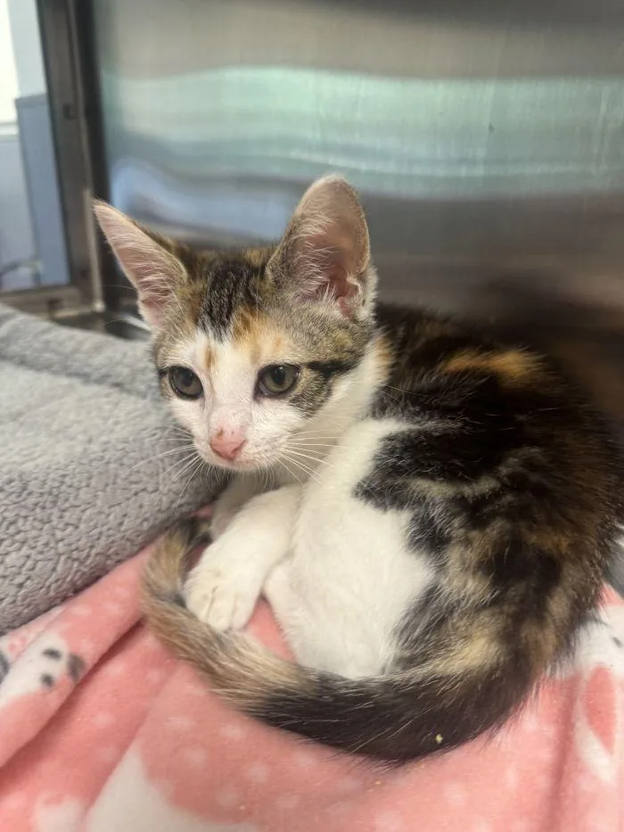 A young small-sized female Domestic Short Hair cat named Dot for adoption in Hilton Head Island, SC