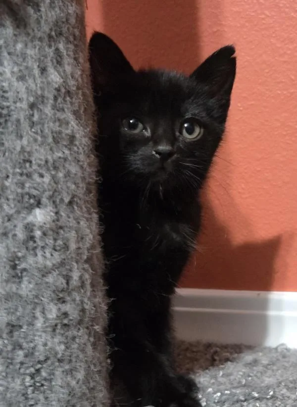 A baby small-sized male Domestic Short Hair cat named Mystery for adoption in Vancouver, WA