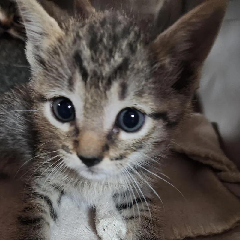 A baby small-sized female Brown / Chocolate Domestic Short Hair cat named Zuri K for adoption in Corsicana, TX