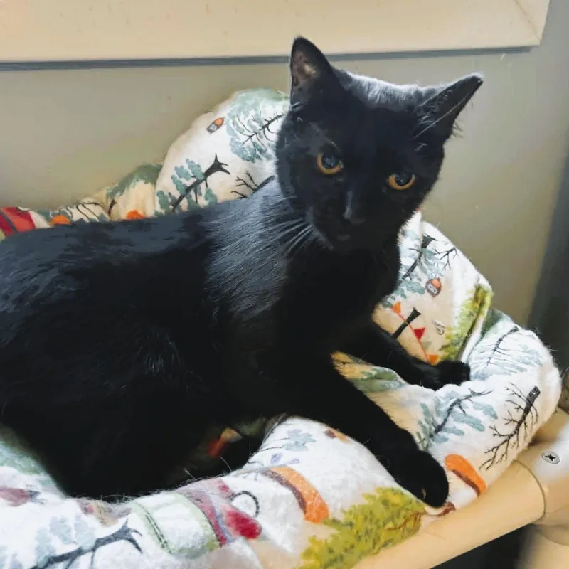 A young medium-sized female Black Domestic Short Hair cat named Claudia for adoption in Rochester, NY