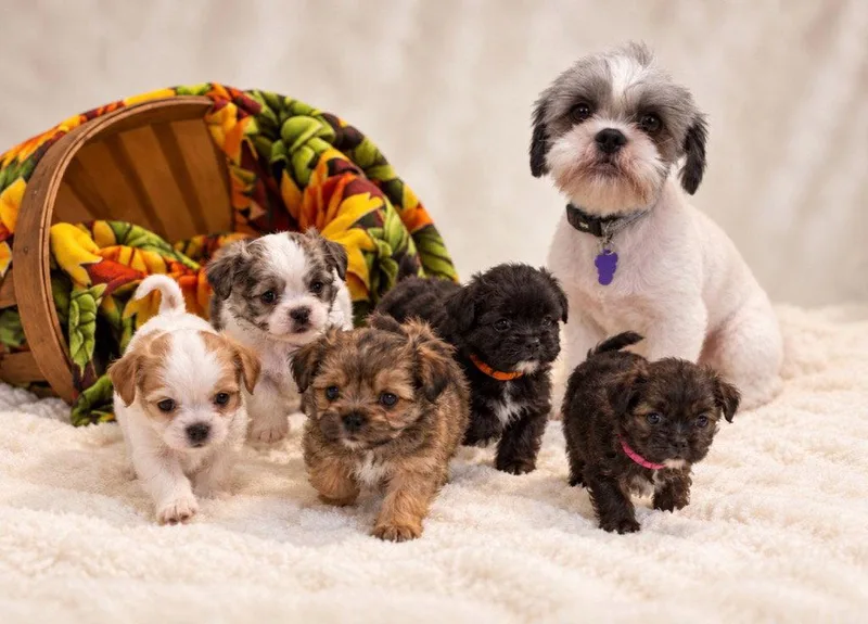 A baby small-sized male Shih Tzu dog named Yeager for adoption in Ellijay, GA